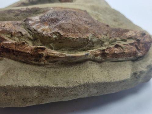 Krab - Gefossiliseerd dier - Charybdis - 20 cm, Verzamelen, Mineralen en Fossielen