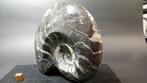 Ammoniet - Gefossiliseerde schelp - Goniatites - 15.5 cm -, Verzamelen