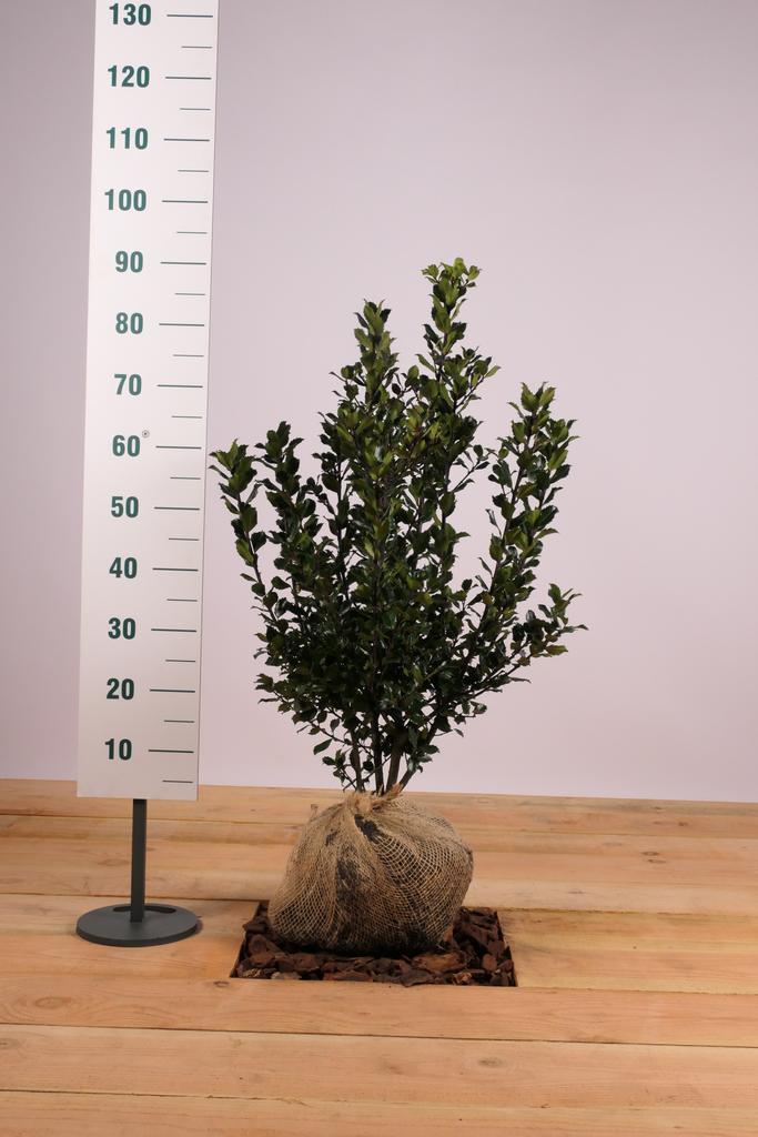Blauwe Hulst Blue Prince/Ilex mes. Blue Prince 50t/m175cm, Tuin en Terras, Planten | Struiken en Hagen, Overige soorten, Haag