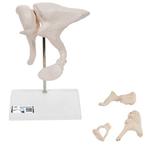 Anatomie model gehoorbeentjes, 20x vergroot, Verzenden, Nieuw