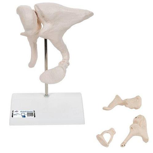 Anatomie model gehoorbeentjes, 20x vergroot, Sport en Fitness, Overige Sport en Fitness, Verzenden