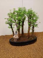 Kustmammoetboom bonsai (Sequoia) - Hoogte (boom): 32 cm -