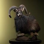 Schaap Taxidermie Opgezette Dieren By Max, Ophalen of Verzenden, Nieuw, Wild dier, Opgezet dier
