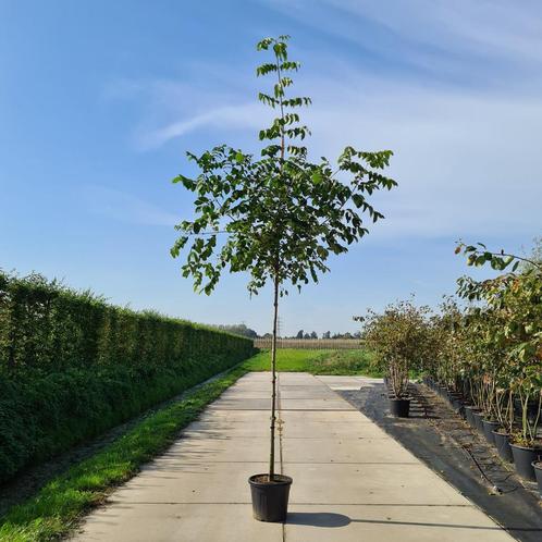 Bijenboom | Tetradium daniellii | Bijen zijn belangrijk!, Tuin en Terras, Overige Tuin en Terras, Nieuw