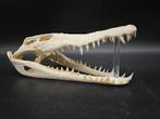 Krokodil Schedel - Crocodylus niloticus - 12 cm - 27 cm - 8, Antiek en Kunst