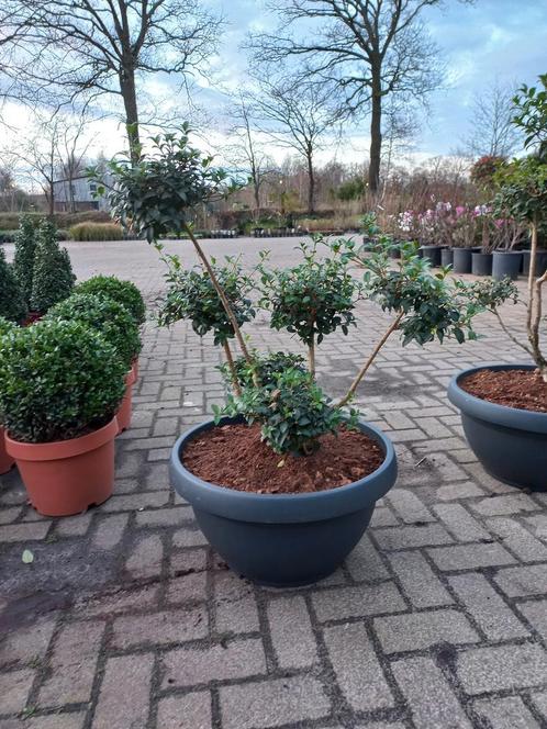 Ilex Crenata bonsai Japanse hulst in Sierpot, Tuin en Terras, Bloembakken en Plantenbakken, Ophalen