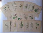 James Sowerby, London - English Botany - a selection of n.