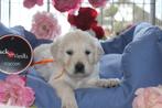 Golden Retriever pups - Belgische fokker, België, 8 tot 15 weken, Meerdere, Meerdere dieren