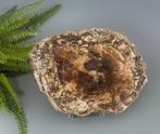 Prachtig decoratief versteend houten paneel van araucarium