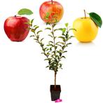 Malus Domestica Trio Appel, Tuin en Terras, Planten | Fruitbomen, Volle zon, Verzenden