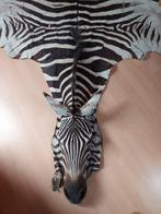 Zebra Balg - Equus quagga - 1 cm - 2.2 m - 3.3 m -, Nieuw