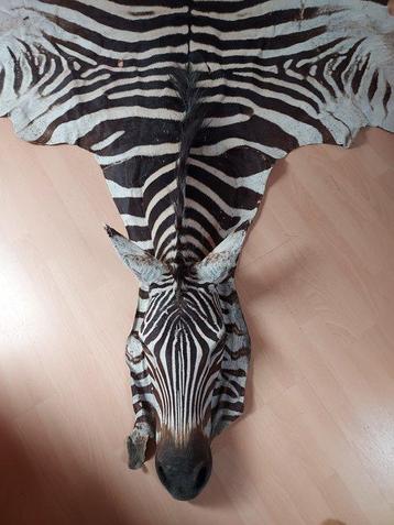 Zebra Balg - Equus quagga - 1 cm - 2.2 m - 3.3 m - beschikbaar voor biedingen