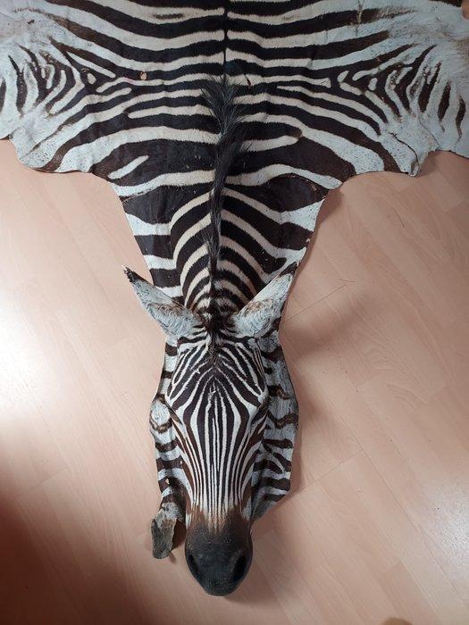 Zebra Balg - Equus quagga - 1 cm - 2.2 m - 3.3 m -, Verzamelen, Dierenverzamelingen