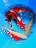 Hirasawa Marusei  40-50 cm (Japanse Koi), Dieren en Toebehoren, Vissen | Vijvervissen, Karper of Koi