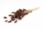Lagurus ovatus bundel +/- 50gr brown pluimgras graspluimen l, Ophalen of Verzenden, Nieuw