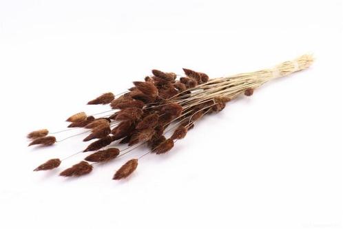Lagurus ovatus bundel +/- 50gr brown pluimgras graspluimen l, Hobby en Vrije tijd, Knutselen, Nieuw, Ophalen of Verzenden