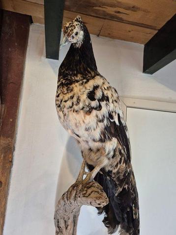 Pauw kip kruising Taxidermie wandmontage - Pavo cristatus x beschikbaar voor biedingen