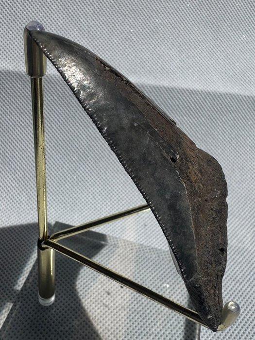 Megalodon - Fossiele tand - Carcharocles megalodon - 9.1 cm, Verzamelen, Mineralen en Fossielen
