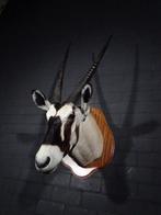 Gemsbok Taxidermie wandmontage - Oryx gazella - 42 cm - 55, Verzamelen, Nieuw