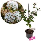 Viburnum burkwoodii Anne Russell  + Pot 17cm, Tuin en Terras, Planten | Tuinplanten, Verzenden