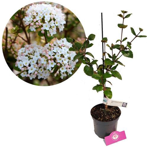Viburnum burkwoodii Anne Russell  + Pot 17cm, Tuin en Terras, Planten | Tuinplanten, Verzenden