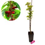 Zuilkers Boas, Tuin en Terras, Planten | Fruitbomen, Verzenden, Volle zon