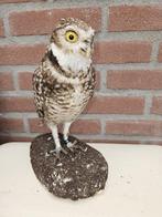 Konijnen uil / Holen uil Taxidermie volledige montage -, Nieuw
