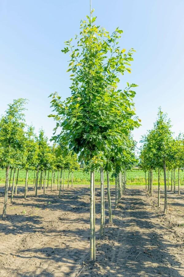 Quercus rubra hoogstam, Tuin en Terras, Planten | Tuinplanten