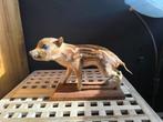 Marcassin Taxidermie volledige montage - Sus scrofa - 20 cm, Verzamelen, Nieuw