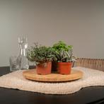 Everspring - Succulenten Mix - 18 stuks - 10 cm - Ø8,5, Huis en Inrichting, Verzenden, Nieuw