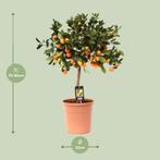 Citrus Calamondin - Ø22cm - 80cm, Verzenden, Nieuw