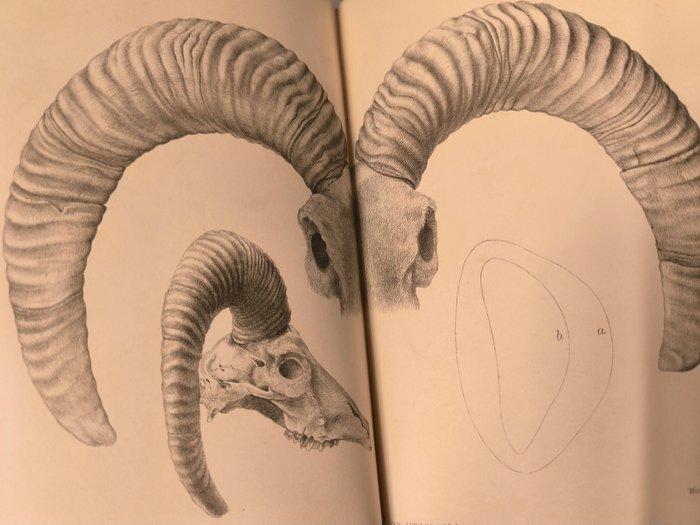 Multiples - The Journal of the Linnean Society zoology -, Antiek en Kunst, Antiek | Boeken en Bijbels