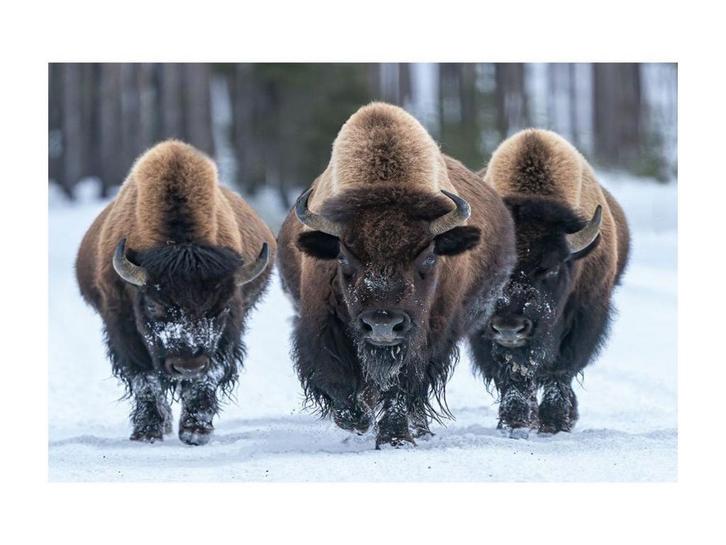 Glasschilderij Amerikaanse Bizon | 925, Huis en Inrichting, Woonaccessoires | Overige, Nieuw, Ophalen of Verzenden