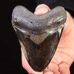 Megalodon-tand - Fossiele tand - Carcharocles Megalodon -, Nieuw