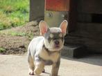 Franse bulldog | Puppy | Stamboom | Frenchie | Bulldog | Pup