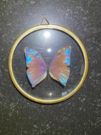 Vlinder Taxidermie wandmontage - Morpho aega Mâle - 12 cm -, Antiek en Kunst, Curiosa en Brocante