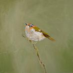 Matthieu van Riel - Vuurgoudhaan