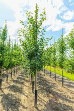 Malus domestica Jonagold hoogstam 14/16