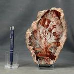 Mooi en decoratief versteend hout op standaard, gepolijst, Verzamelen, Mineralen en Fossielen