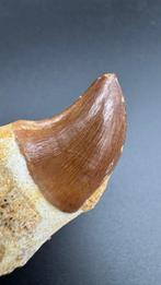 Mosasaurus - Fossiele tand - Mosasaurus sp. - 8 cm (Zonder, Verzamelen, Mineralen en Fossielen