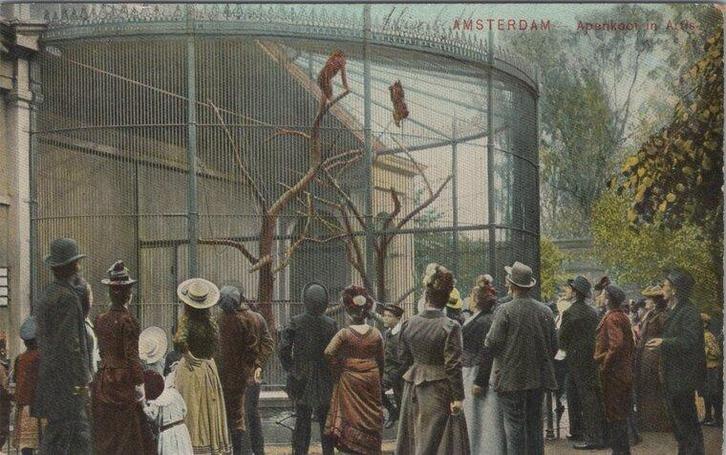 AMSTERDAM - Apenkooi in Artis, Verzamelen, Ansichtkaarten | Nederland, Verzenden