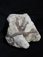 voetafdrukken van dinosaurussen - Fossiele matrix, Verzamelen, Mineralen en Fossielen