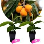 Eriobotrya japonica + pot 9cm 2 pcs, Verzenden, Volle zon