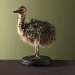Struisvogel Jong Taxidermie Opgezette Dieren By Max, Ophalen of Verzenden, Nieuw, Vogel, Opgezet dier