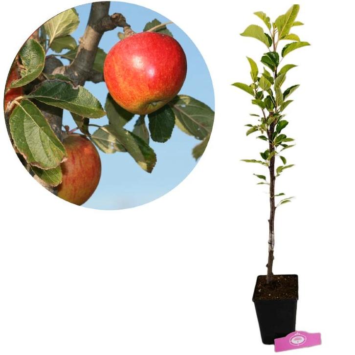 appelboom Malus domestica Elstar + Pot 11cm, Tuin en Terras, Planten | Fruitbomen, Volle zon, Verzenden