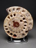 Doorgesneden Ammoiet Metalegoceras - Gefossiliseerde schelp