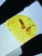 Amber - Barnsteen - Scorpion - 20 mm - 16 mm