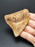 Megalodon - Fossiele tand - Otodus megalodon - 7.56 cm - 3, Verzamelen