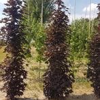 Noorse esdoorn - Acer platanoides ‘Crimson sentry’ - Omtrek:, Tuin en Terras, Planten | Bomen, Ophalen of Verzenden