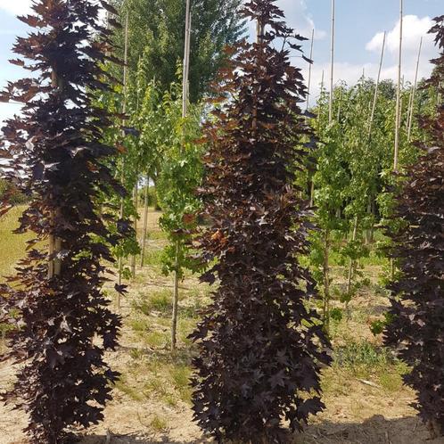 Noorse esdoorn - Acer platanoides ‘Crimson sentry’ - Omtrek:, Tuin en Terras, Planten | Bomen, Ophalen of Verzenden